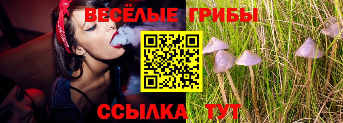 Димитровград  Галлюциногенные грибы мицелий  Псилоцибиновые грибы мицелий  Вход с VPN 